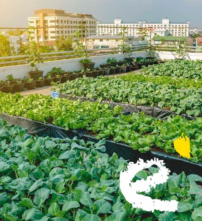 Rehabilitación de cubiertas en Madrid y tejados para crear huerto urbano.